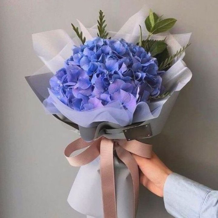 Гортензия голубая в Ставрополи