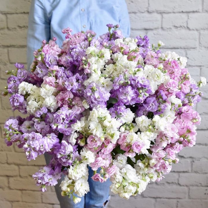 Облако маттиол в Ставрополи