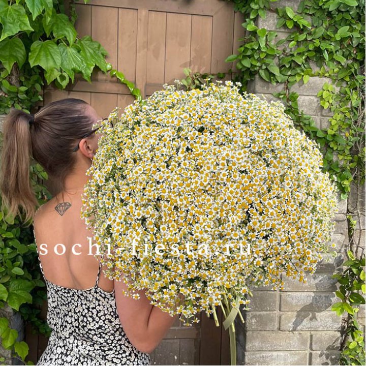 101 ромашка в Ставрополи