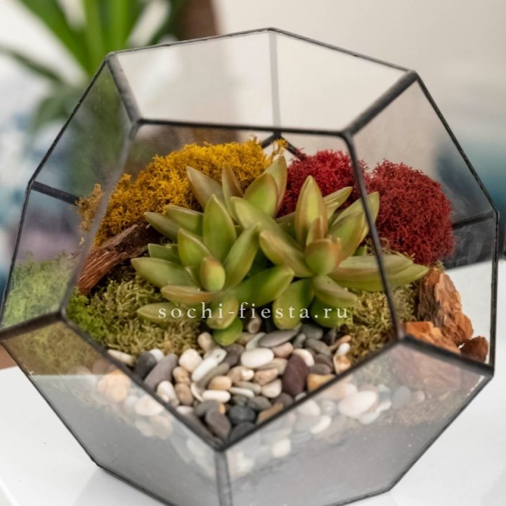 Флорариум “Додекаэдр” с суккулентом Седум в Ставрополи