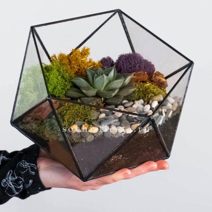 Флорариум “Икосаэдр” с суккулентом Каменная Роза в Ставрополи