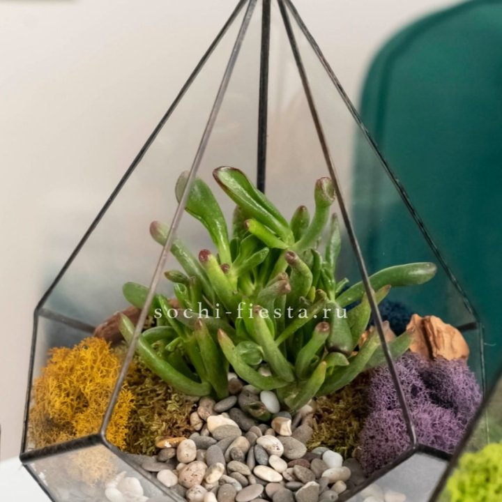 Флорариум “Капля” с суккулентом Крассула Хоббит в Ставрополи