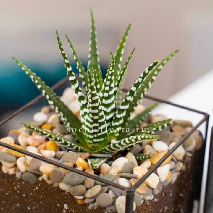 Флорариум Кубик с суккулентом Хавортия в Ставрополи