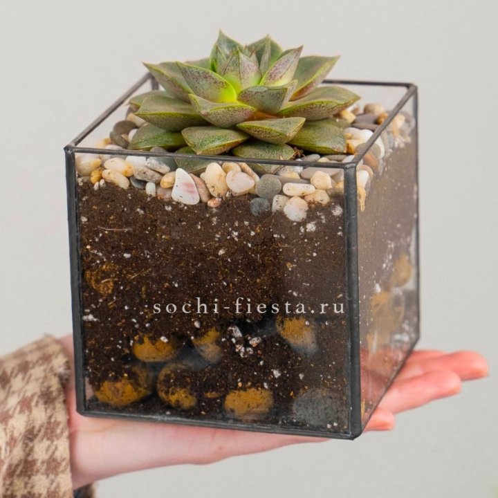 Флорариум Кубик с суккулентом Каменная роза в Ставрополи