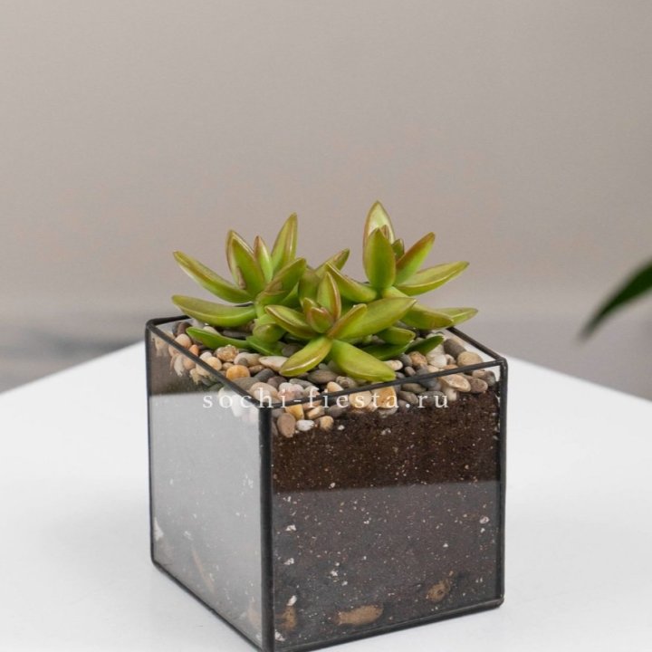 Флорариум Кубик с суккулентом Седум в Ставрополи