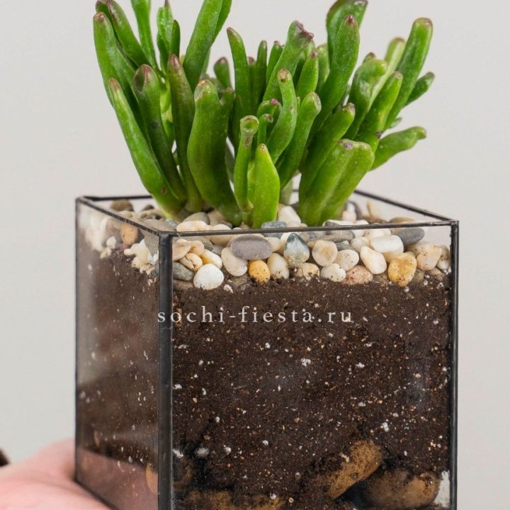 Флорариум Кубик с суккулентом Хоббит в Ставрополи