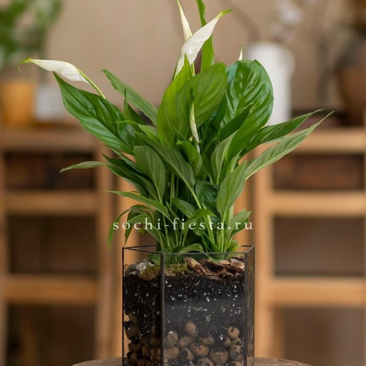 Спатифиллум в кашпо Пятиугольник в Ставрополи