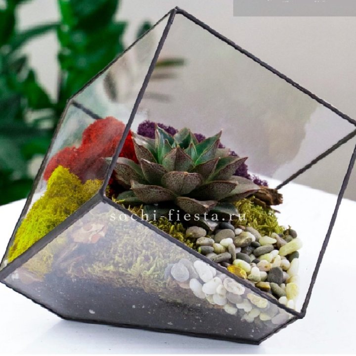 Флорариум Куб усеченный с суккулентом Каменная роза в Ставрополи