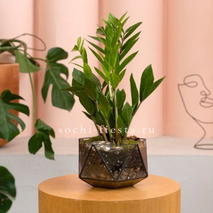 Замиокулькас в кашпо Икосаедр в Ставрополи