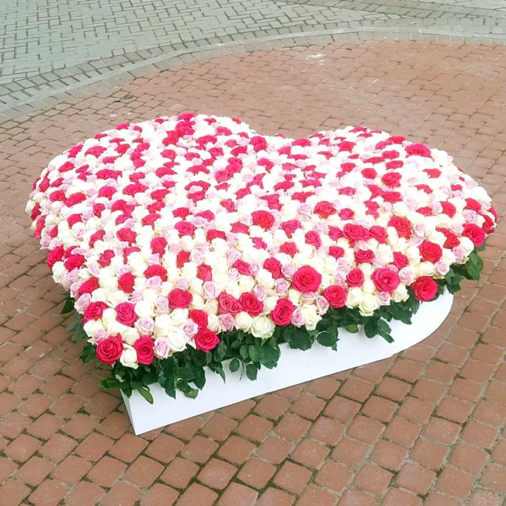 555 роза  в Ставрополи