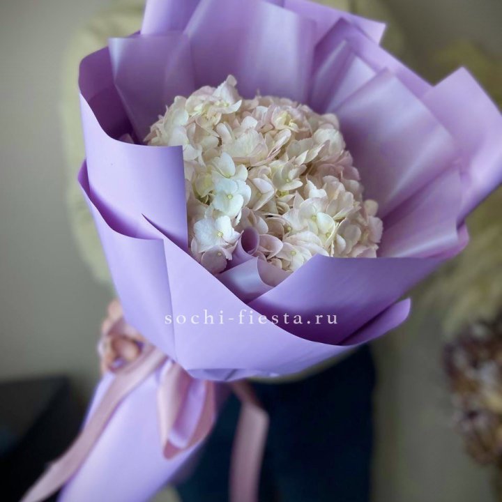 Гортензия розовая в Ставрополи