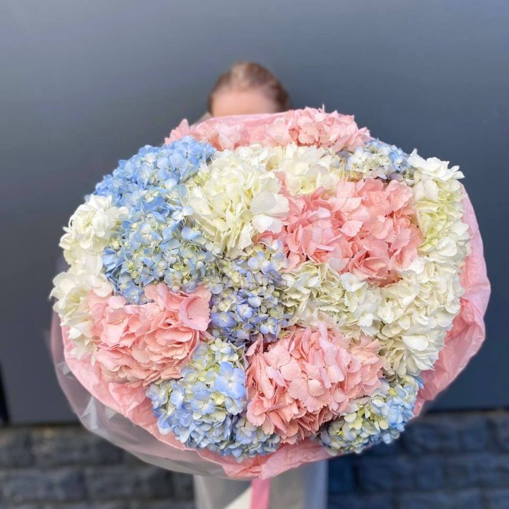 19 гортензий микс в Ставрополи