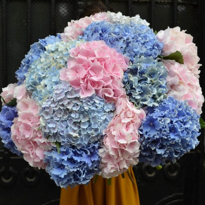 Букет гортензий "Фонтан" в Ставрополи