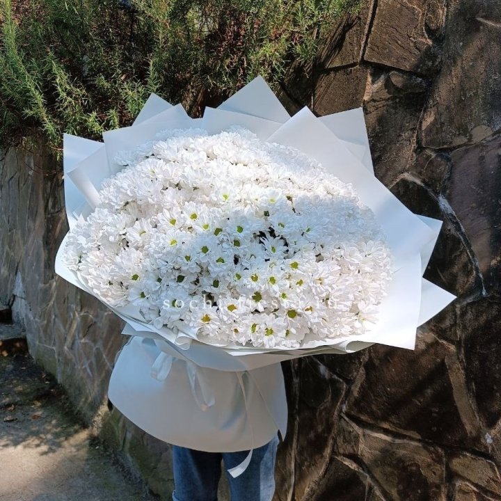 Облако хризантем №2 в Ставрополи