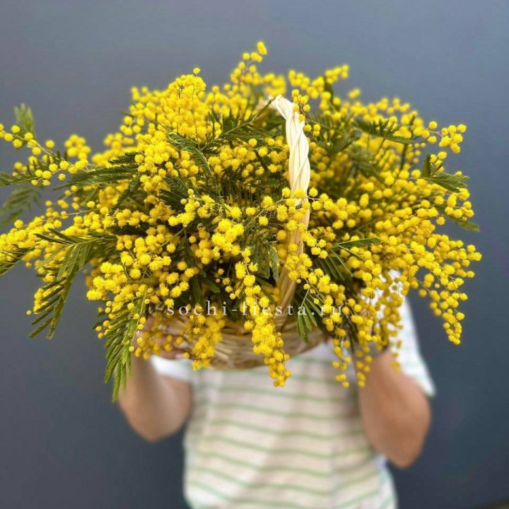 Весенняя корзина мимозы в Ставрополи