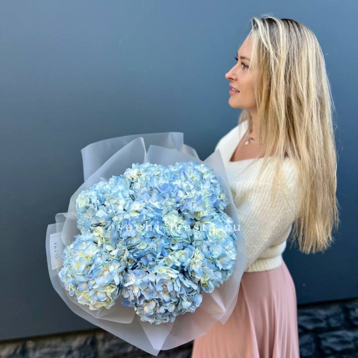 7 голубых гортензий в Ставрополи