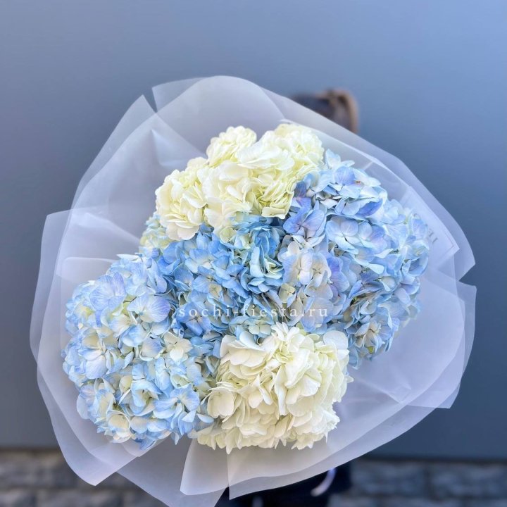 5 бело-голубых гортензий в Ставрополи