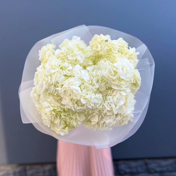 7 белых гортензий в Ставрополи