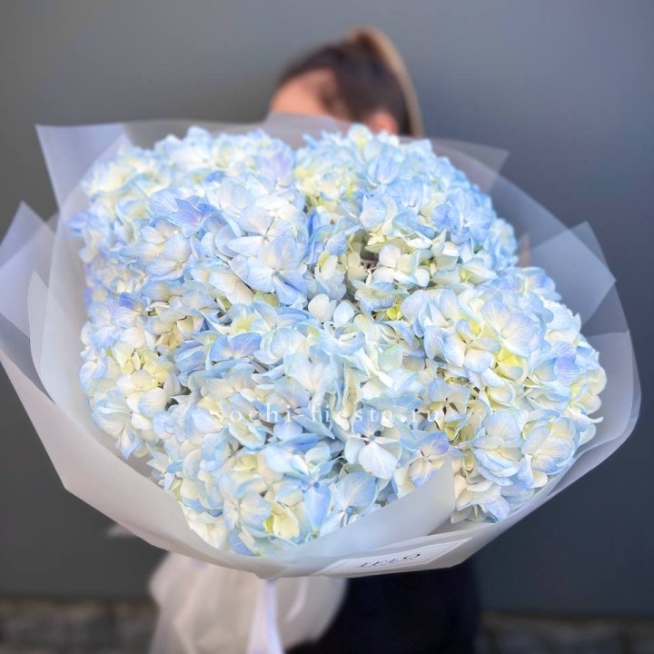 5 голубых гортензий в Ставрополи