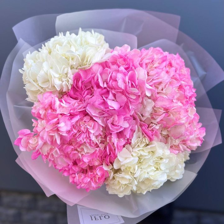 5 бело-розовых гортензий в Ставрополи