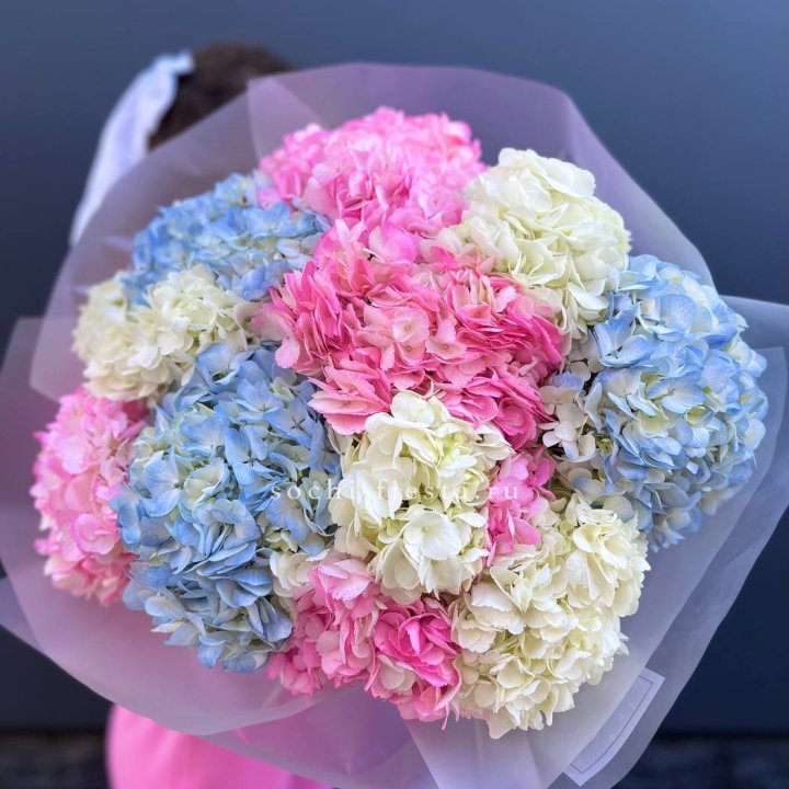 11 гортензий микс в Ставрополи