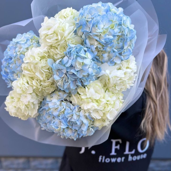9 бело-голубых гортензий в Ставрополи