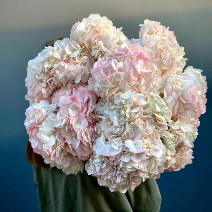 Охапка розовой гортензии в Ставрополи