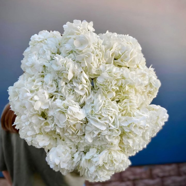 Охапка белой гортензии в Ставрополи