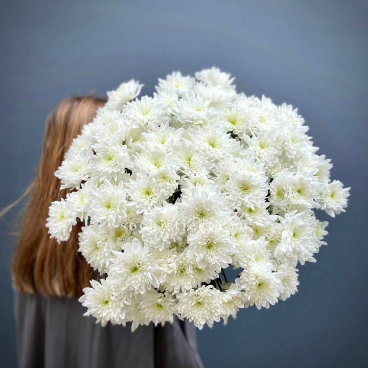 Охапка Хризантемы кустовой в Ставрополи