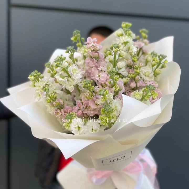 29 маттиол  в Ставрополи