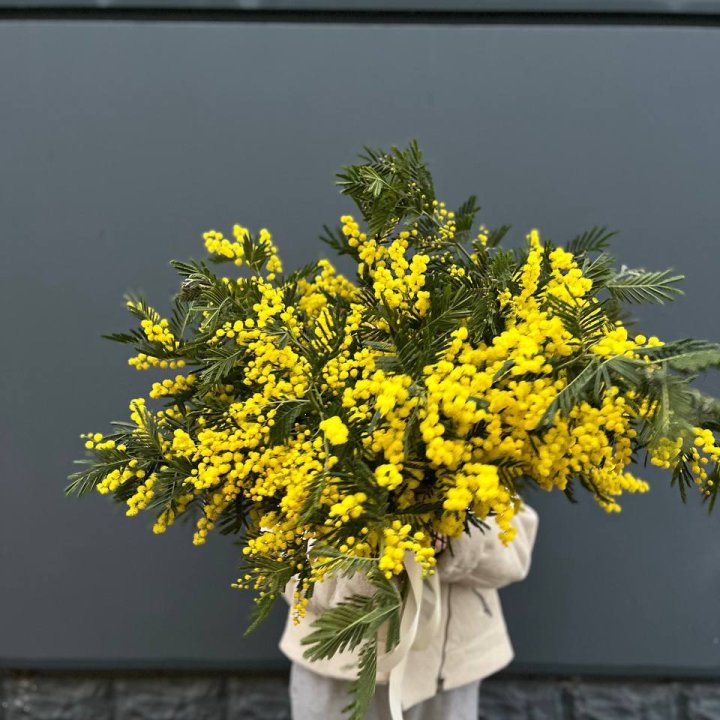 Охопка мимозы в Ставрополи