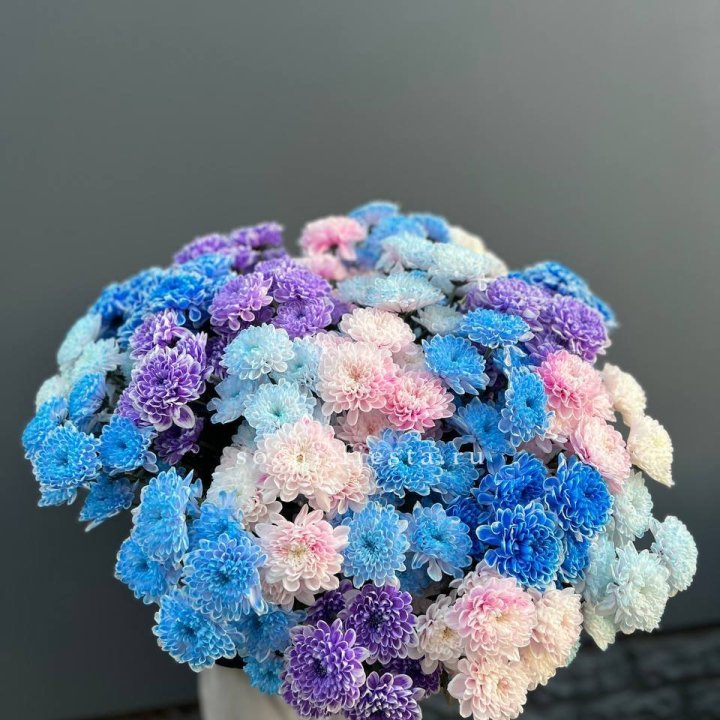 25 цветных хризантем в Ставрополи