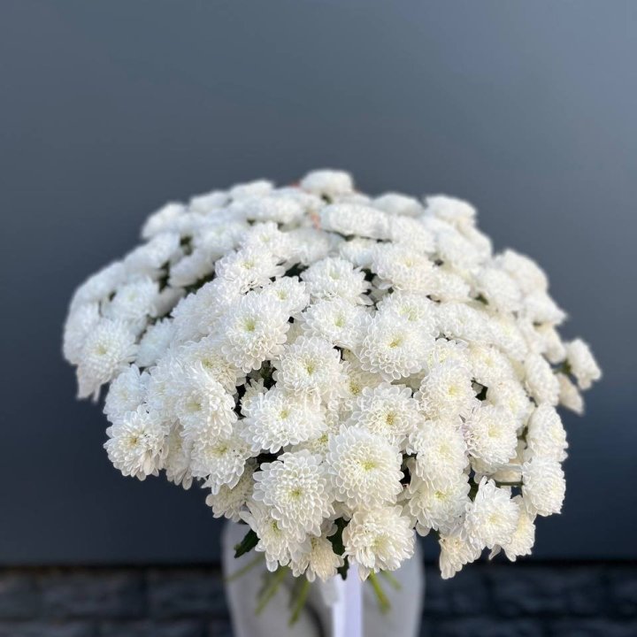  25 хризантем белых в Ставрополи