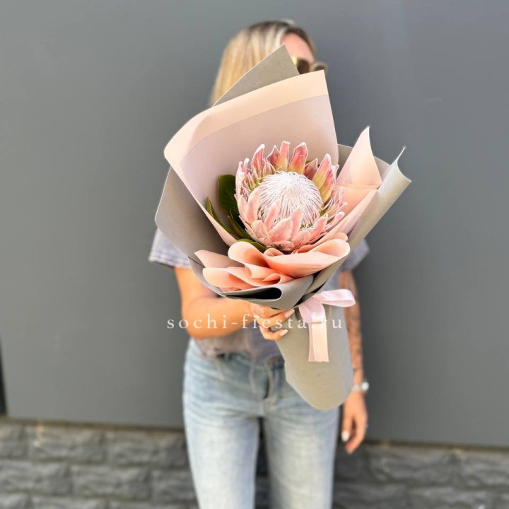 Протея мини  в Ставрополи