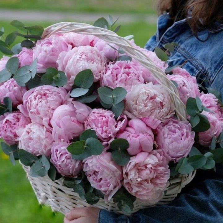 51 пион в корзине в Ставрополи