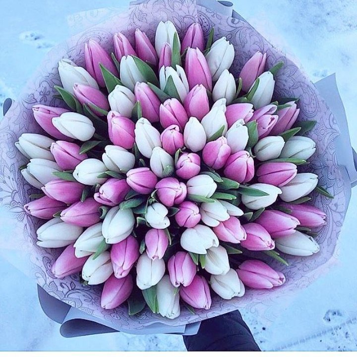 101 тюльпан "Лолипоп" в Ставрополи